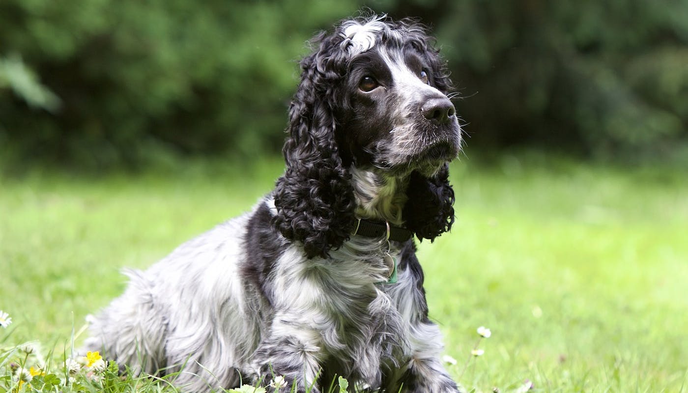 Black and white spaniel chilling on the grass 