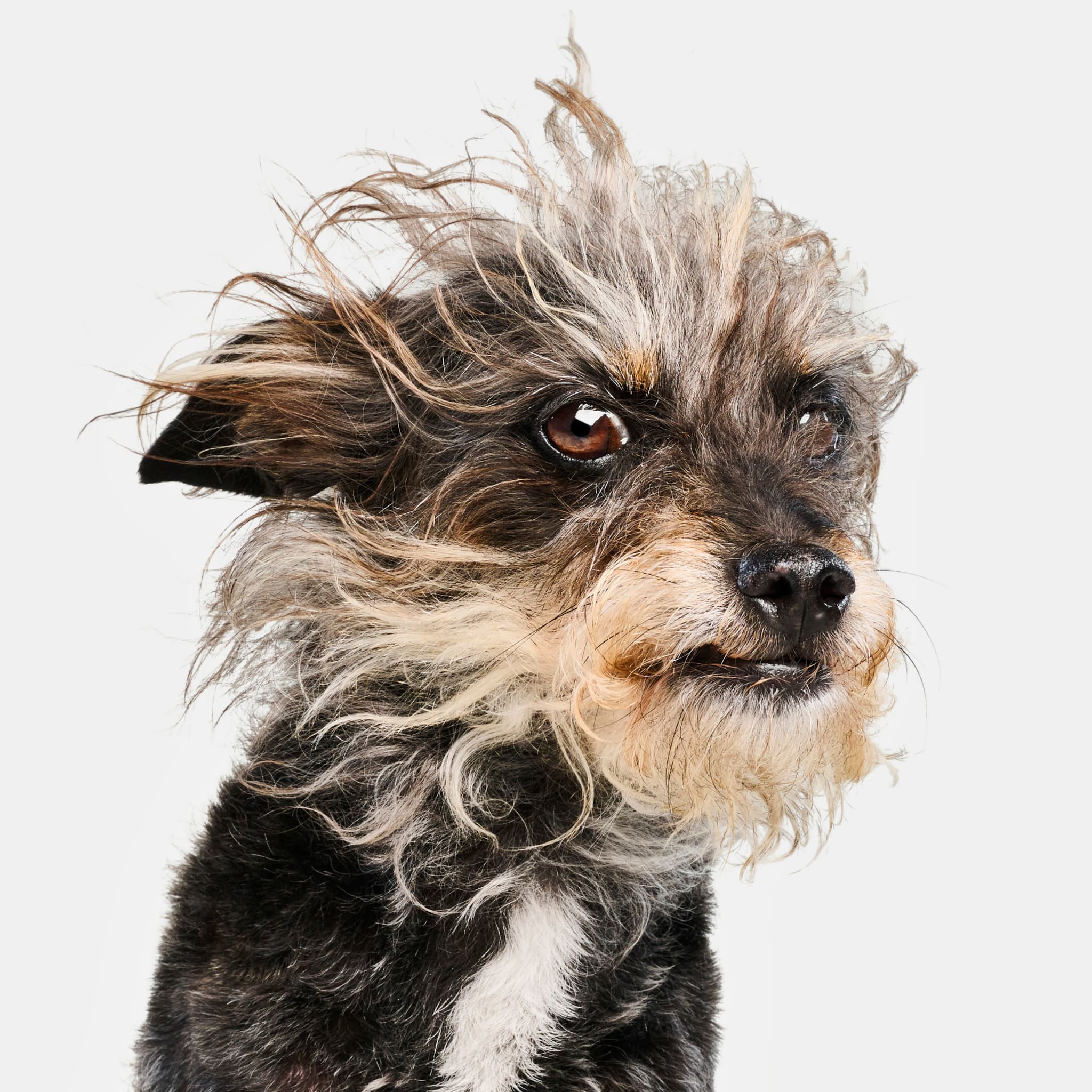 soothe-targeted-itch-and-gut-support-supplement-for-dogs-fotp