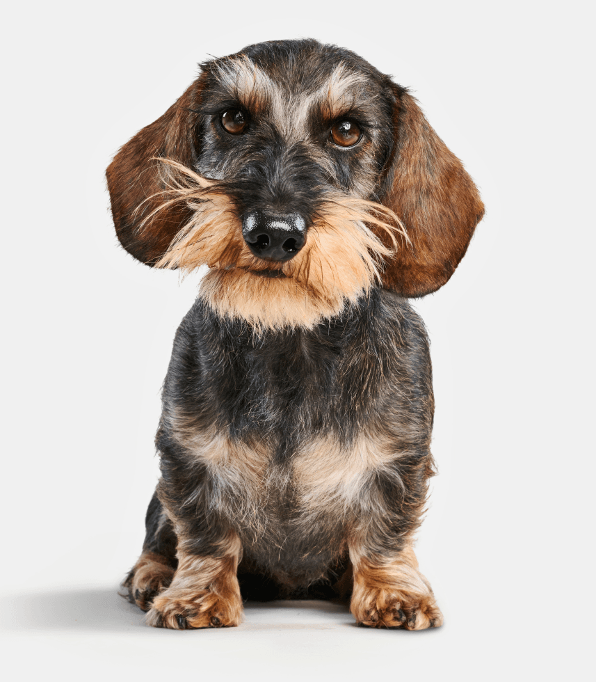 Dog eating from a bowl