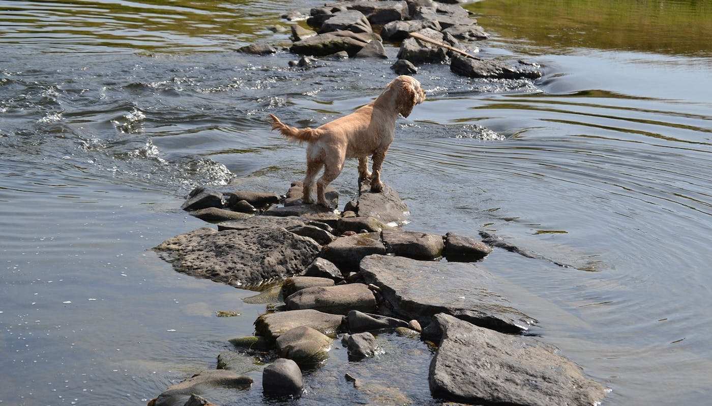 Water Spaniel exploring the water