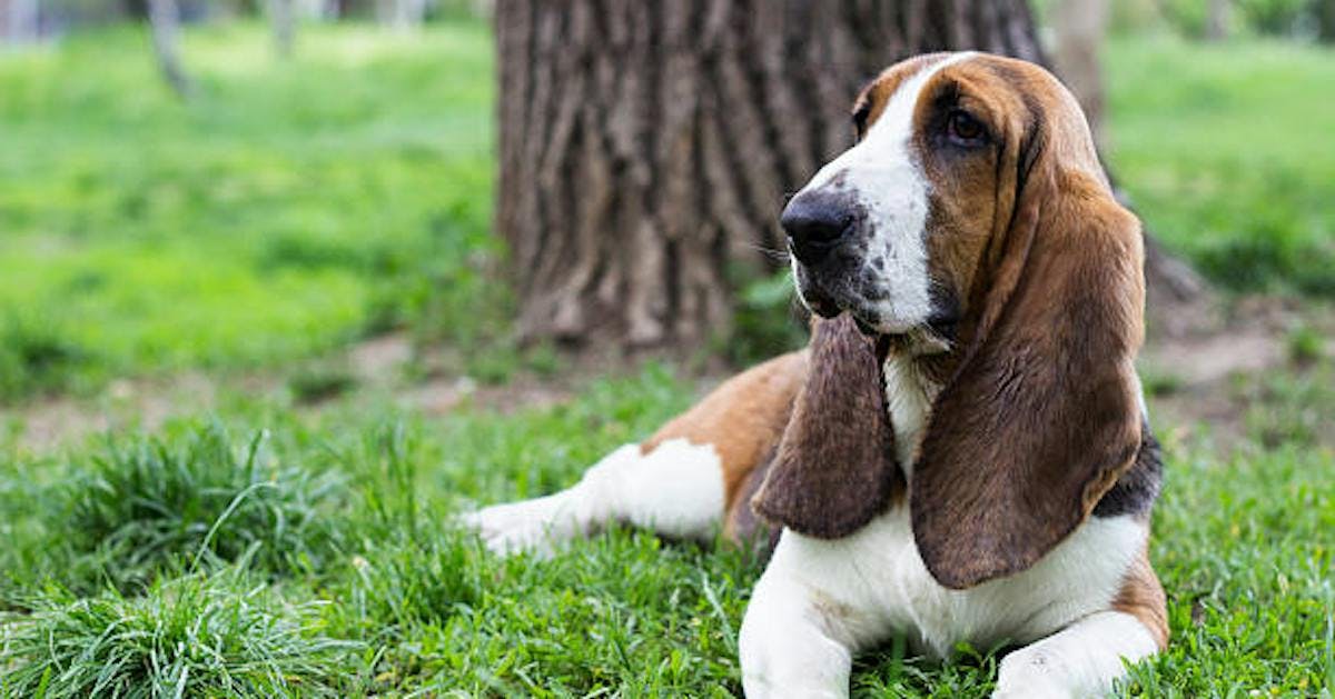 Is a Hound right for me? : r/Hounds