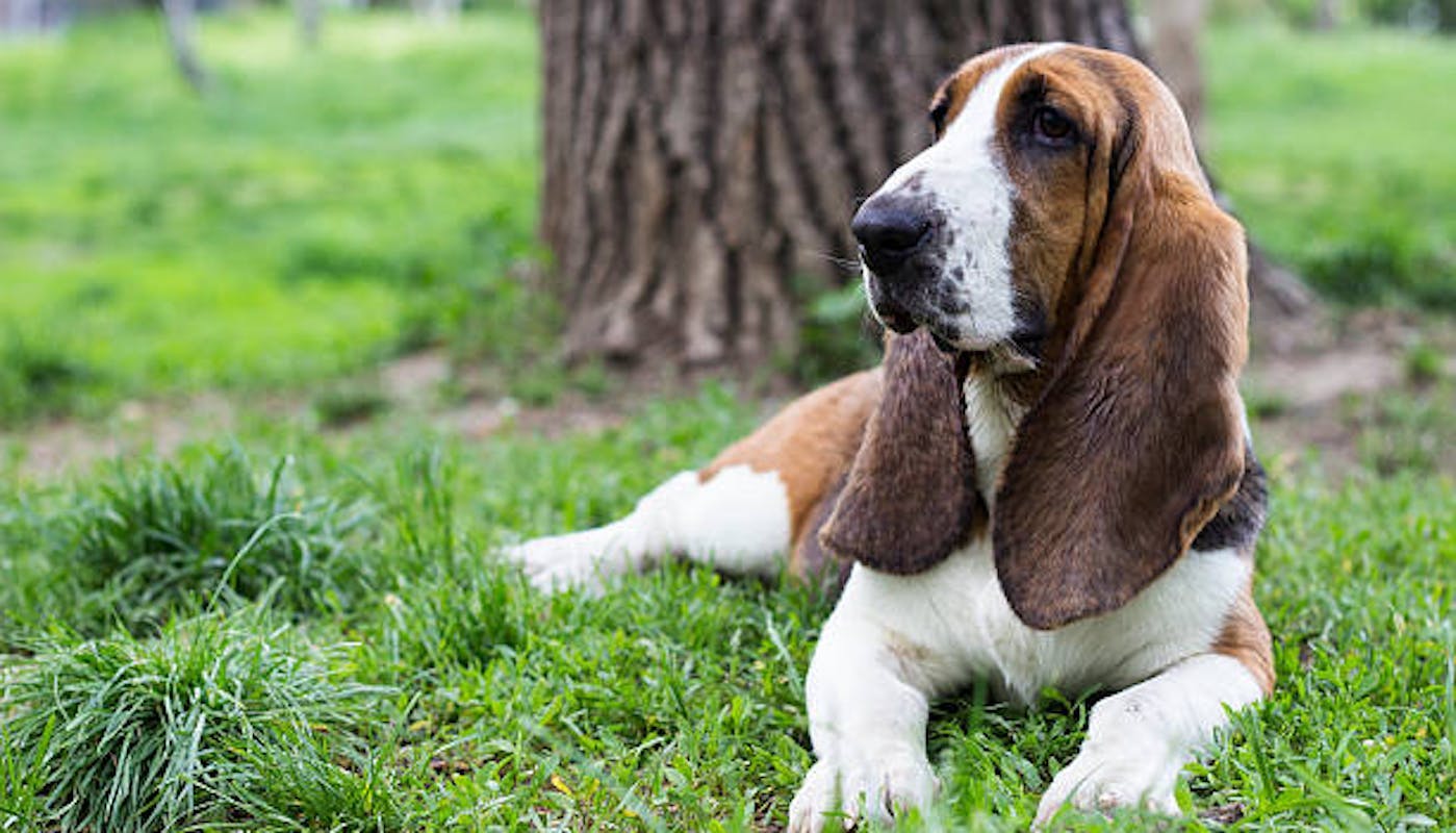 Basset hound lying on grass