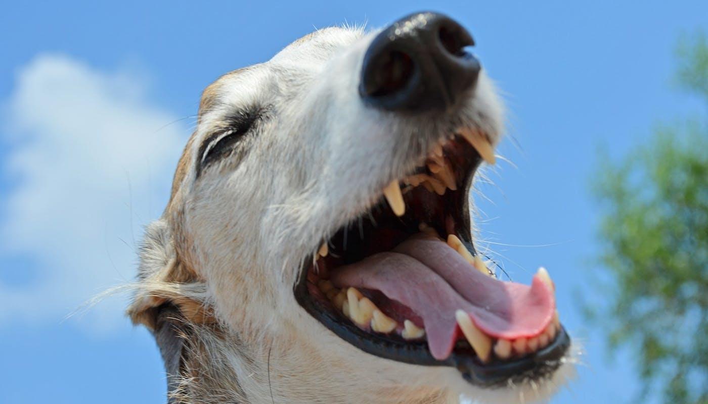 Greyhound close up with smiling teeth