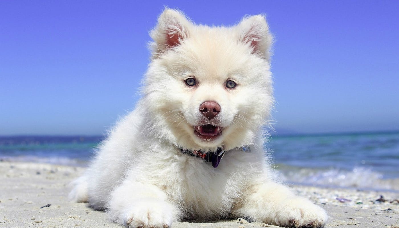 Finnish Lapphund puppy at the beach 