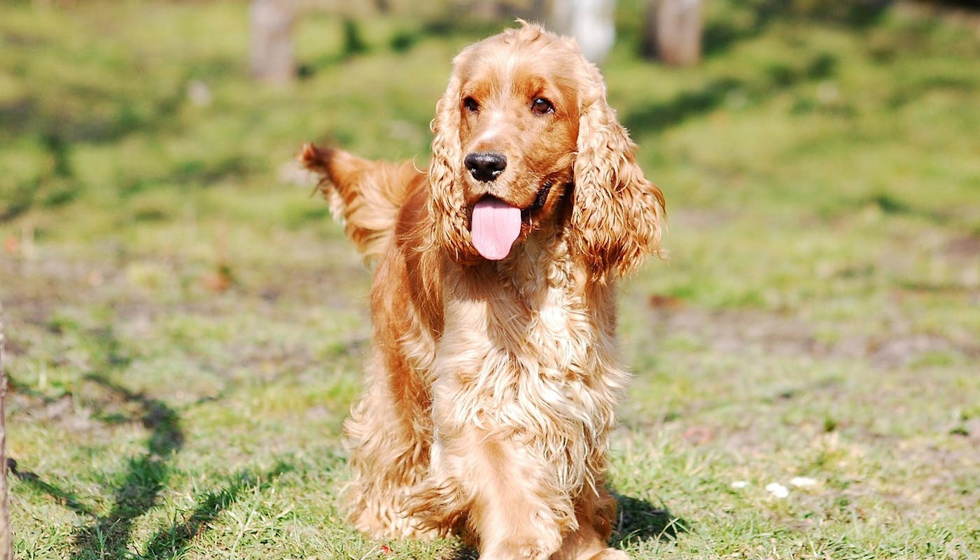 Cocker Spaniel trotting about in the sun