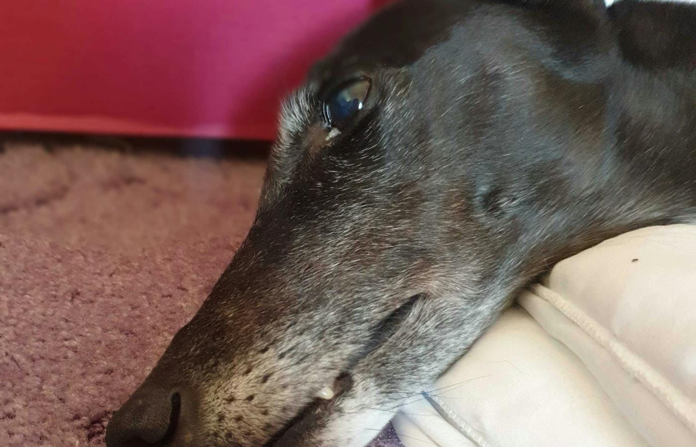 Greyhound with eye boogies 