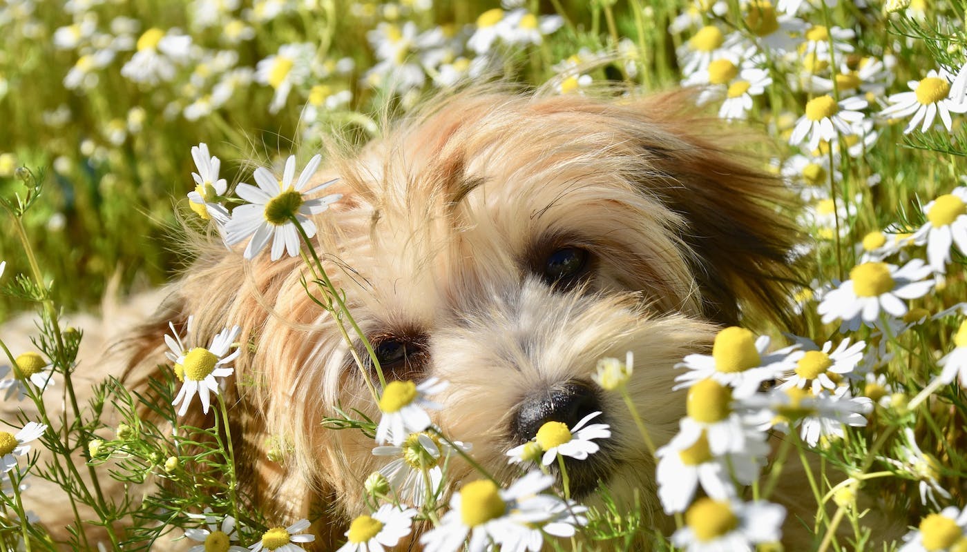 cute dog lying in daisies 