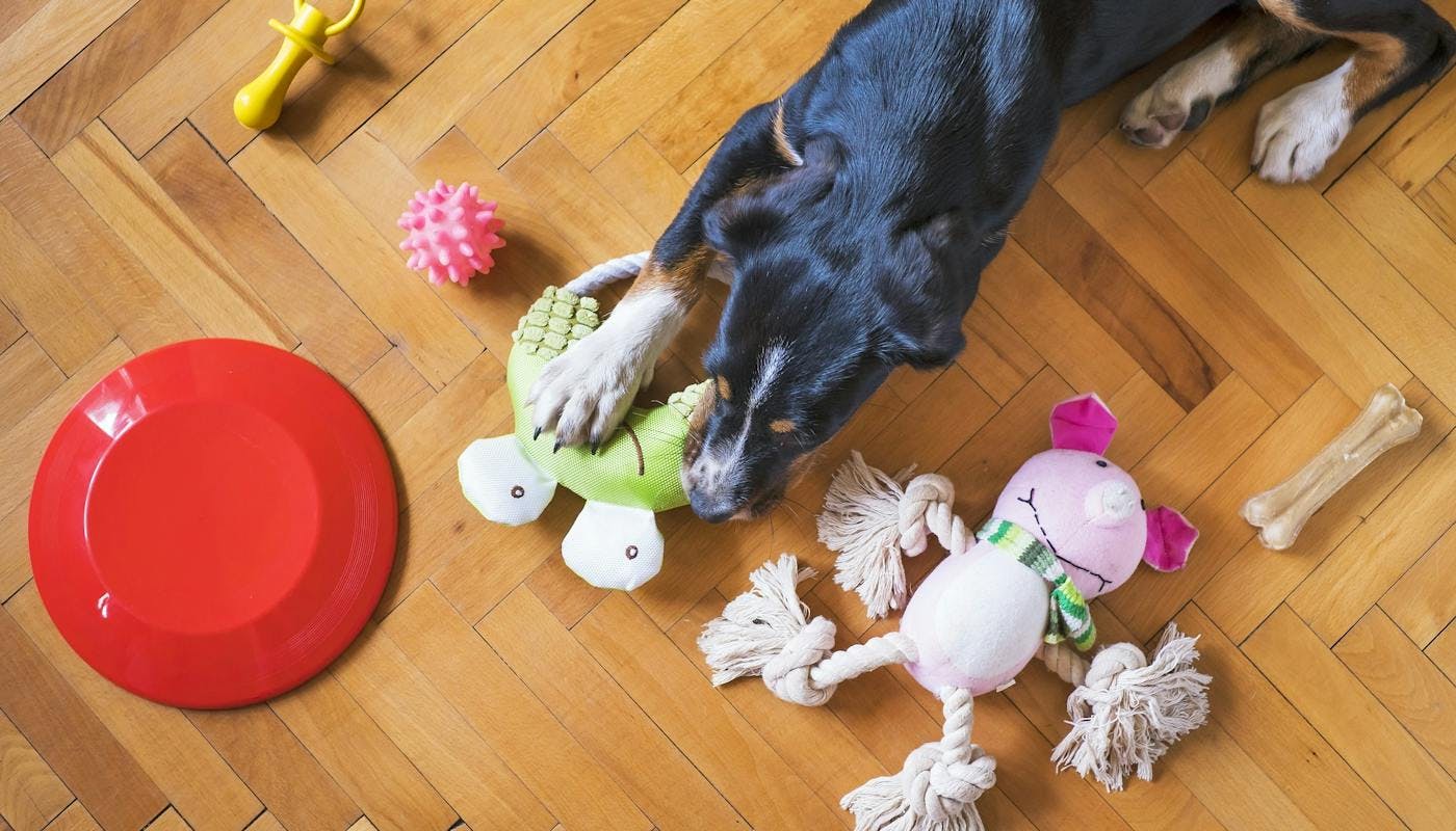 doggo playing with her selection of toys