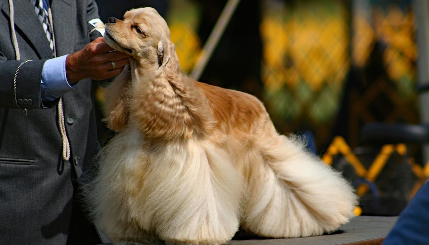 gorgeous American Spaniel being judged at dog show 