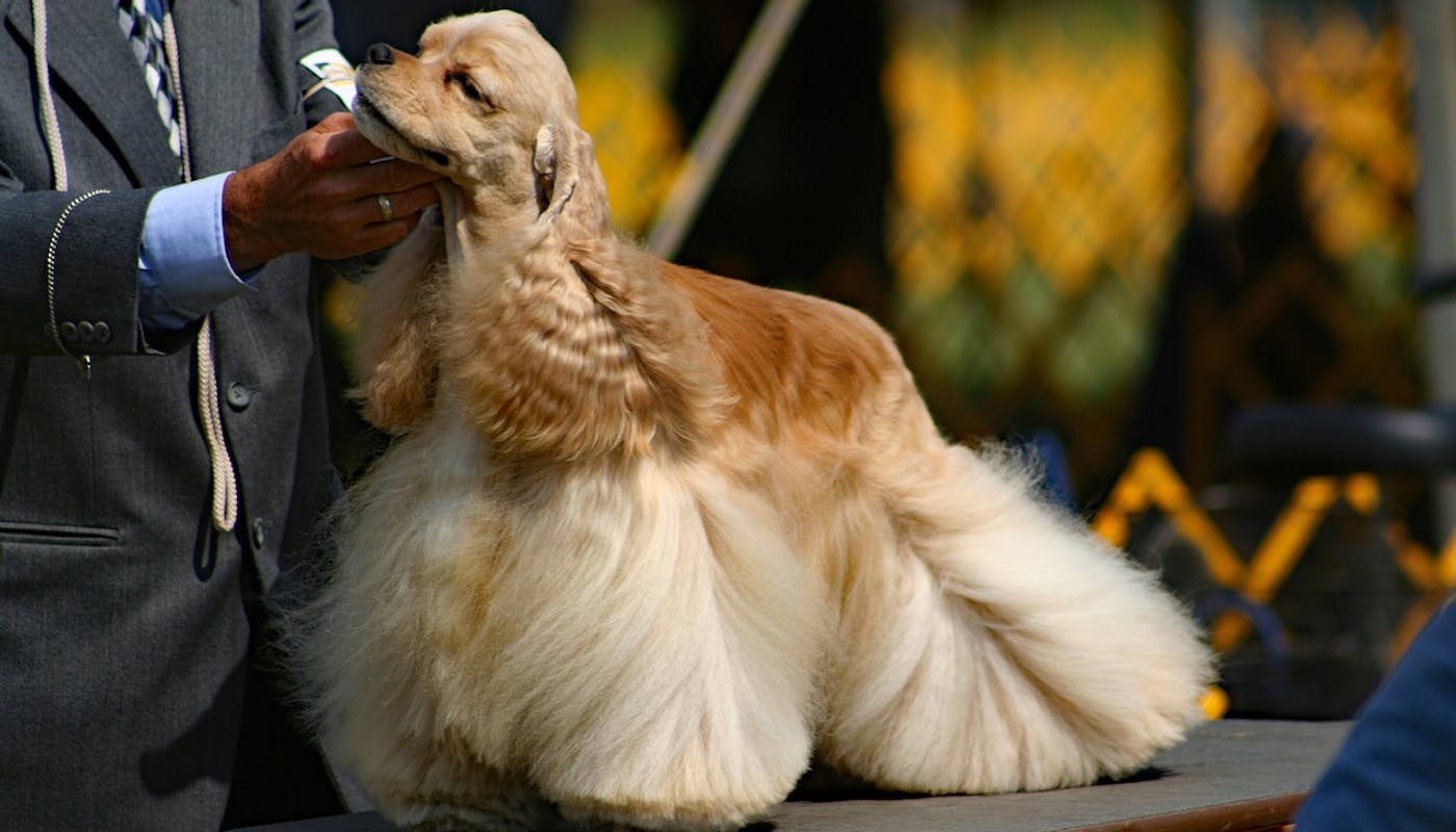 gorgeous American Spaniel being judged at dog show 