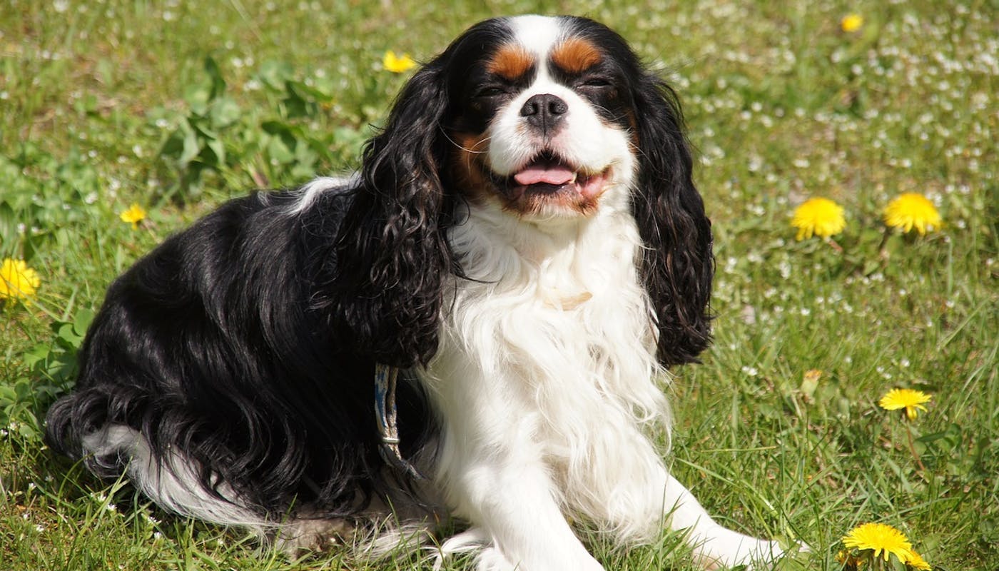 Cavalier King Charles Spaniel dog enjoying the sun