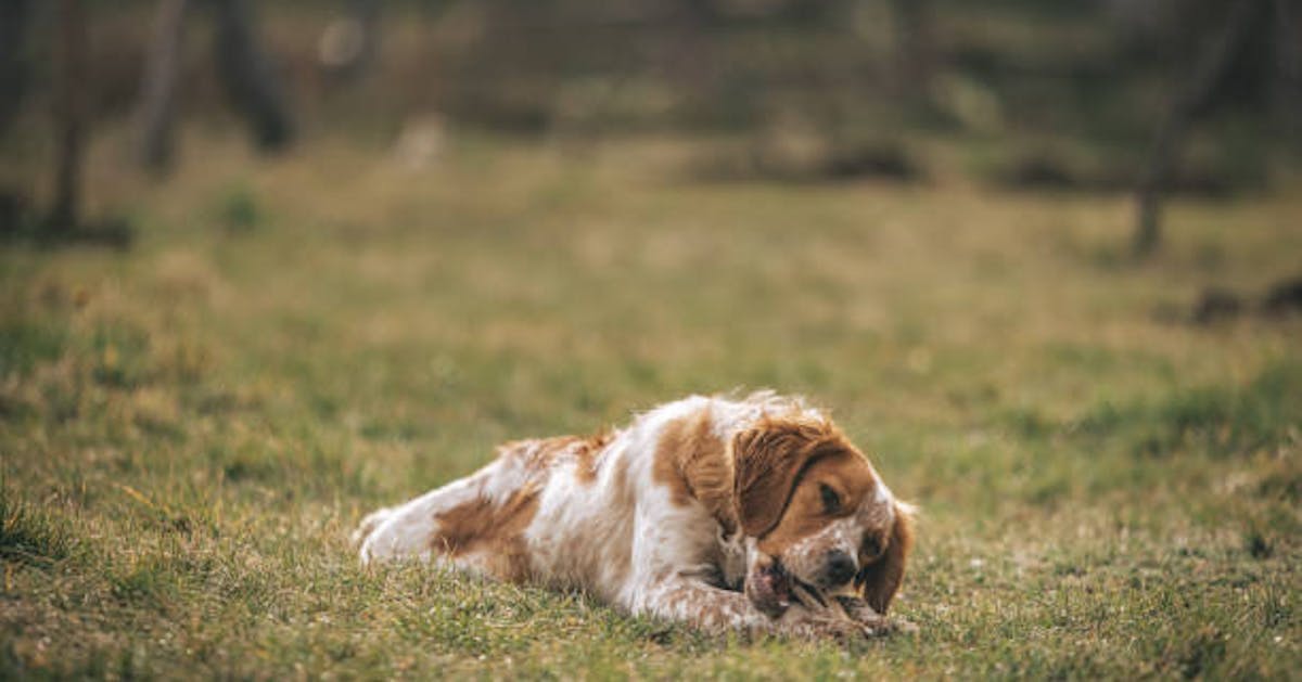 are bones easily digested by a american cocker spaniel