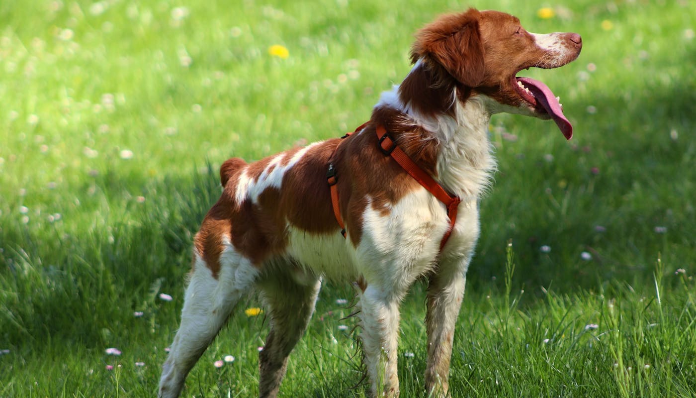 Brittany Spaniel enjoying a run