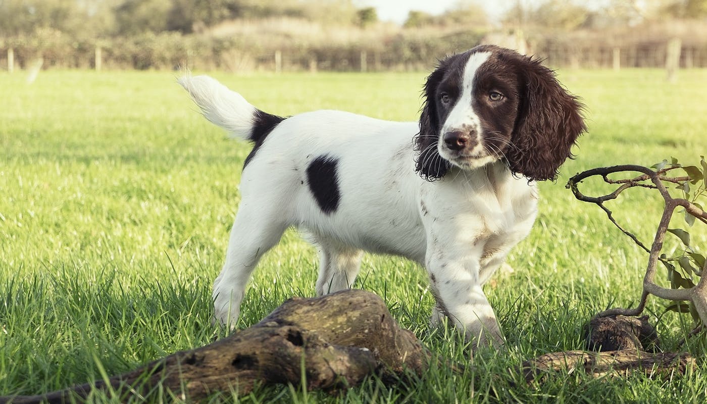 Springer spaniel exploring his garden