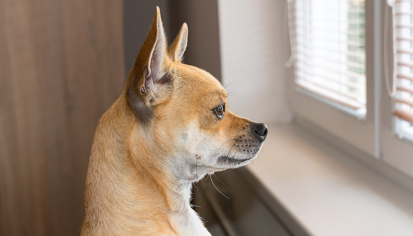 patiently waiting dog looking out of window