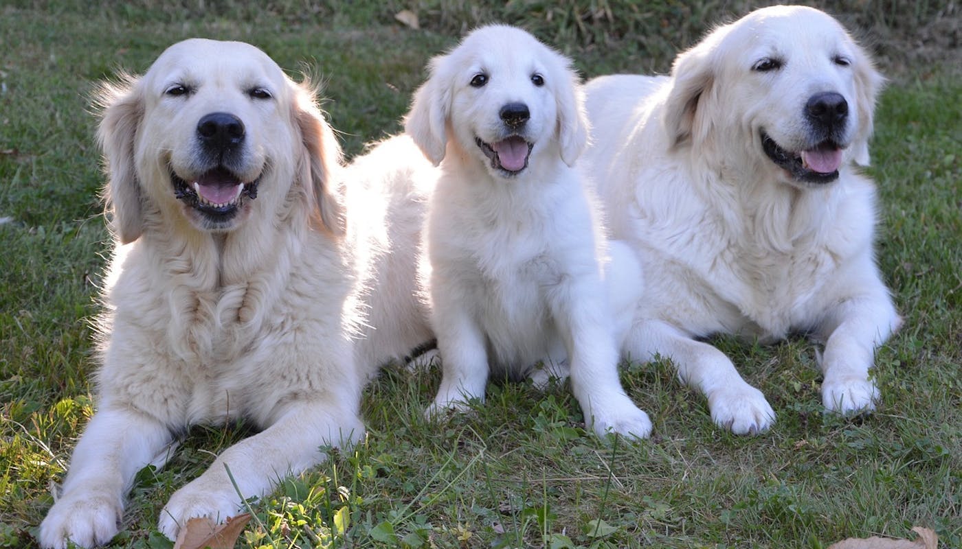 Mum, dad and pup Golden Retriever family chilling on the grass 