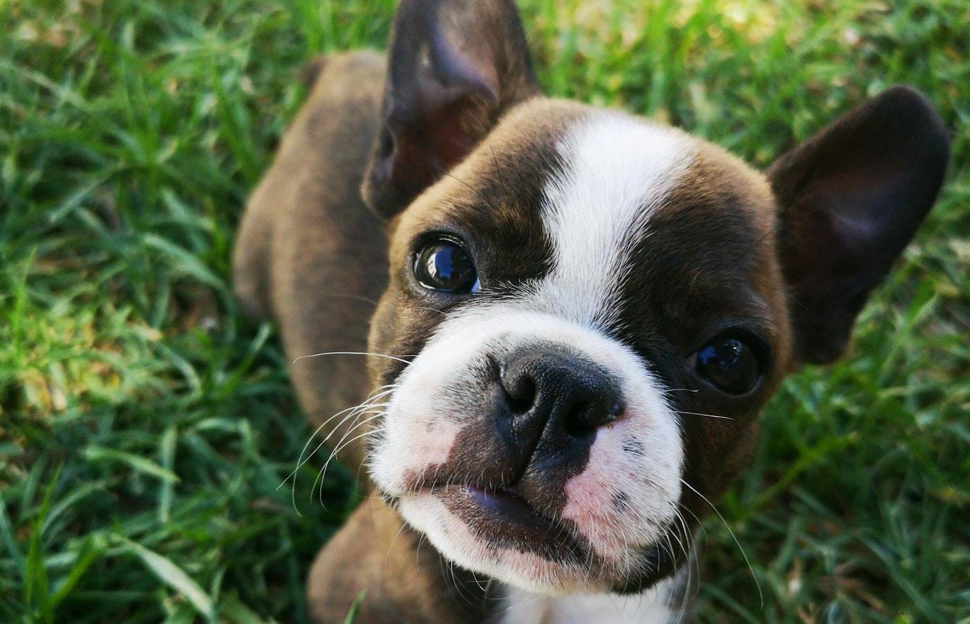 Boston terrier puppy face