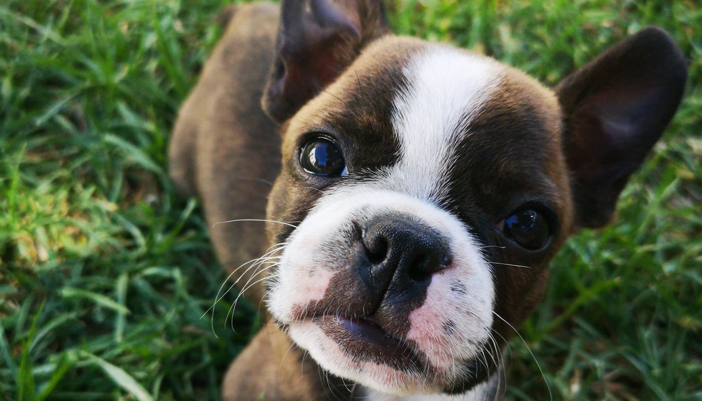 Boston terrier puppy face
