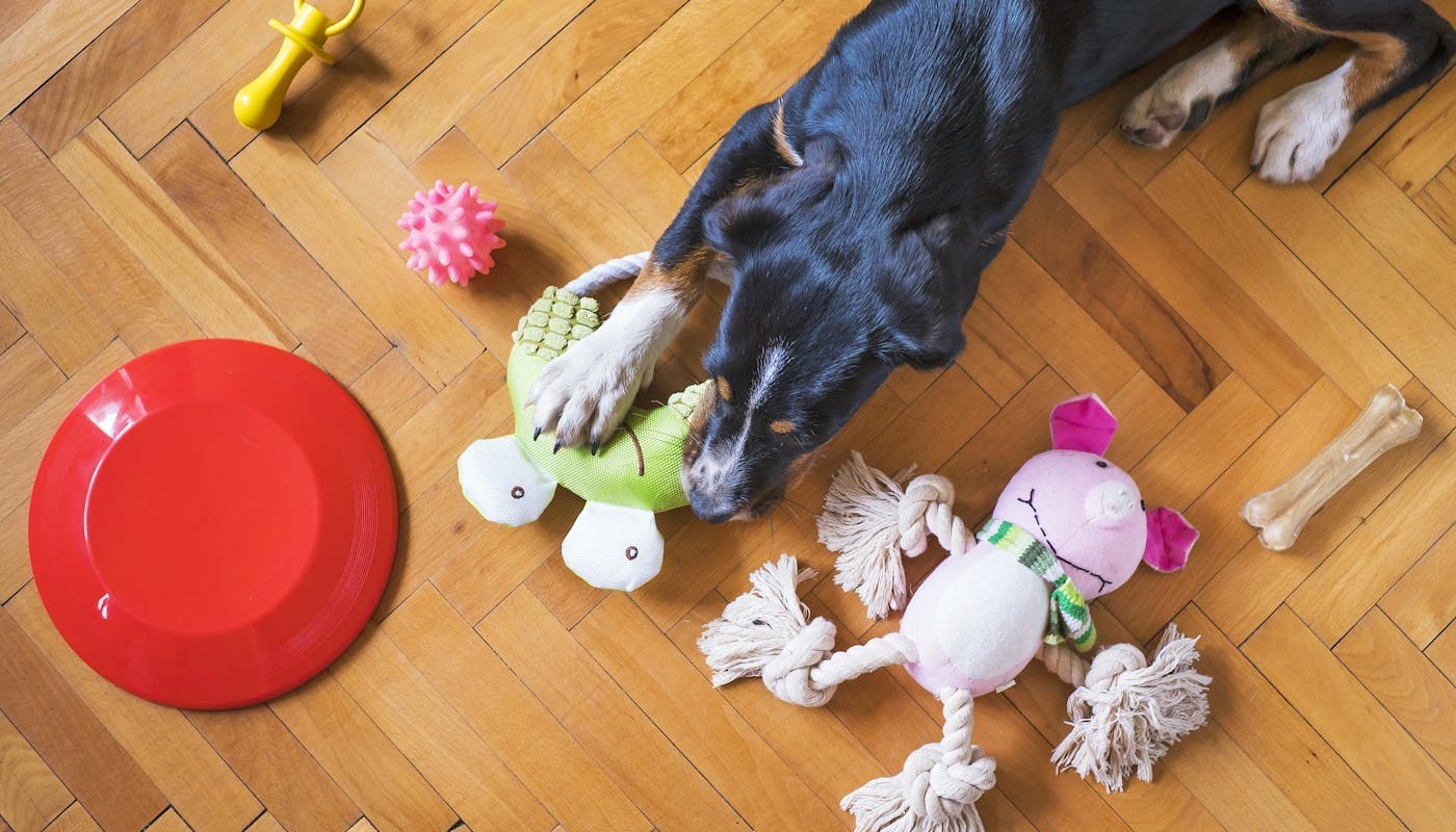 dog playing with his inside toys