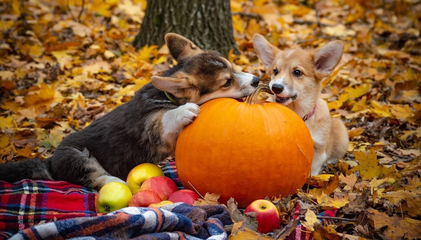 Two cute corgis munching a pumpkin and apples in the woods
