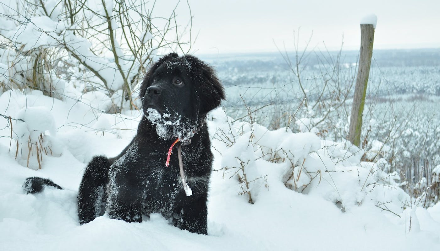 Newfoundland puppy looking up in the snow 