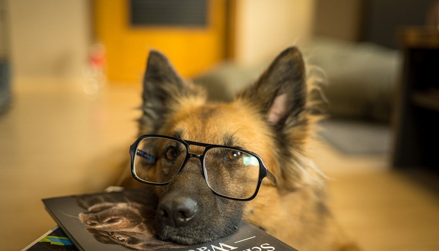 Smart dog wearing glasses with books