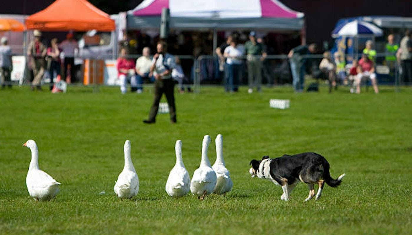 Dog herding geese