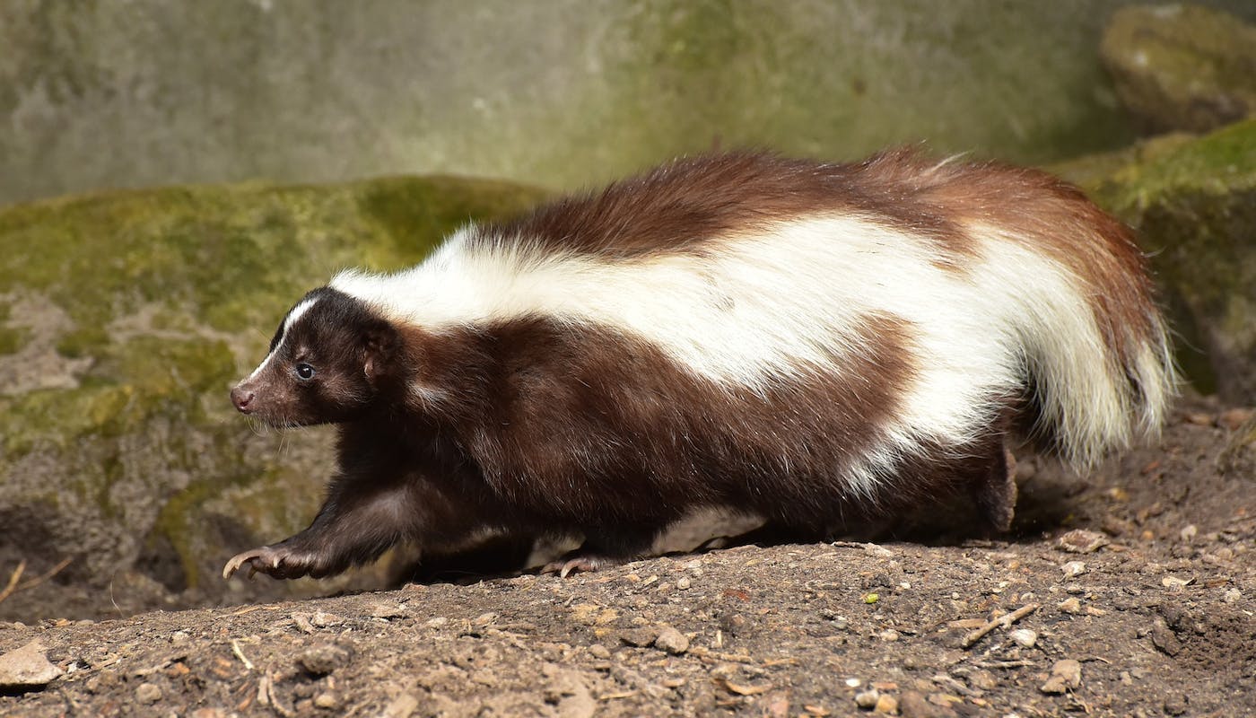 Skunk trying to avoid any dogs