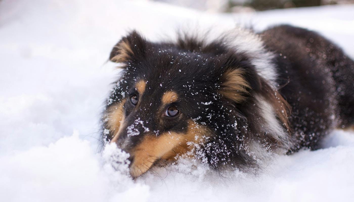 Shetland sheepdog enjoying some snow