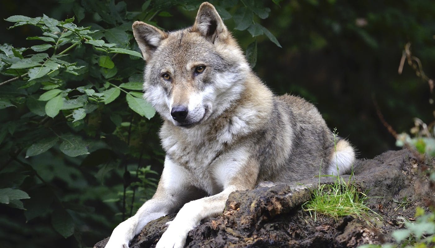 Awesome wolf sitting on a rock 