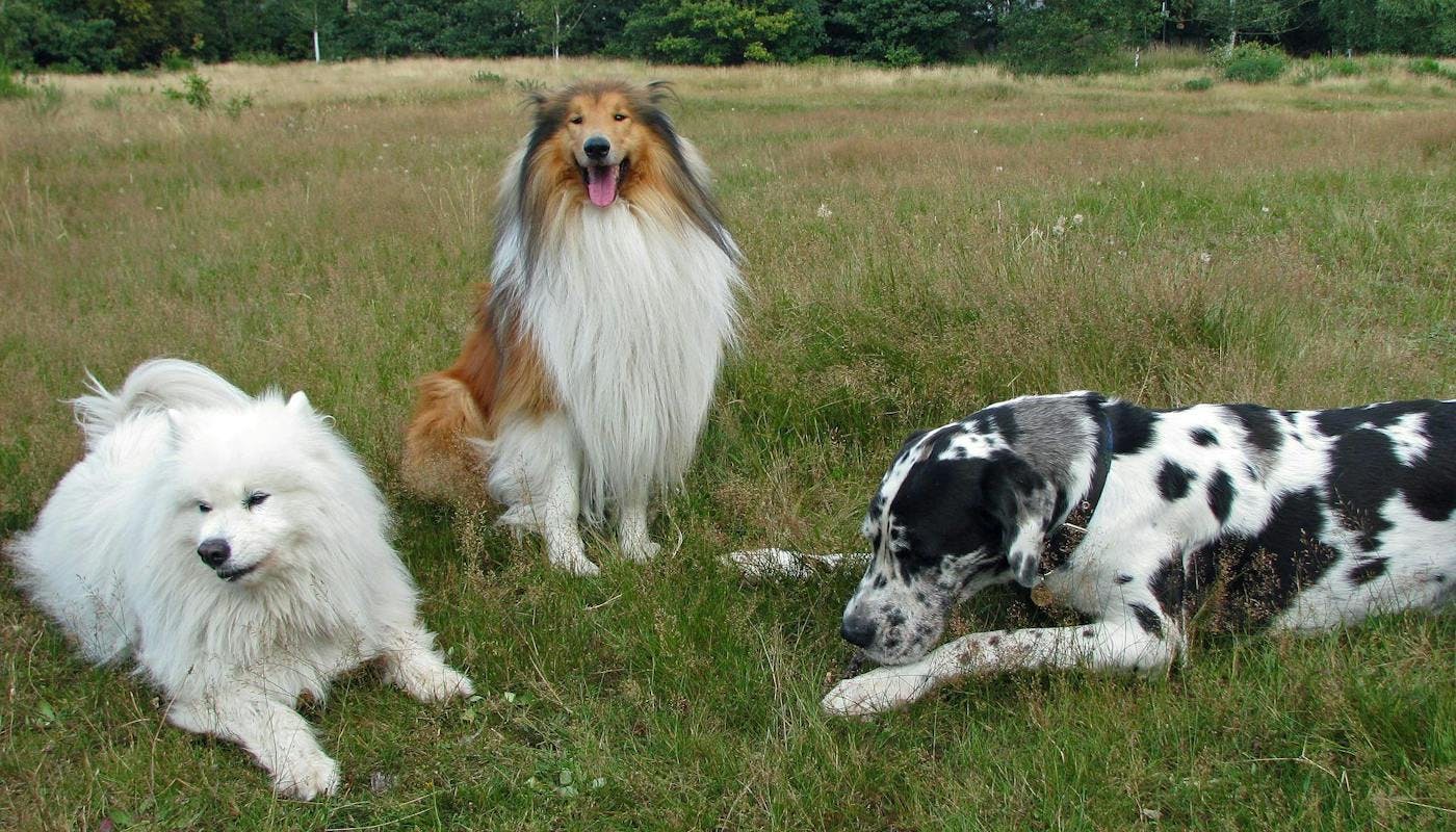 white fluffy dog rough collie and black and white great dane