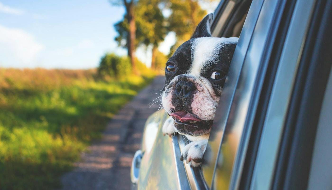 French bull dog sticking head out of car window 