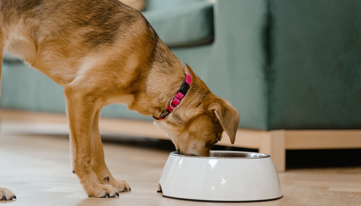 dog eating from bowl
