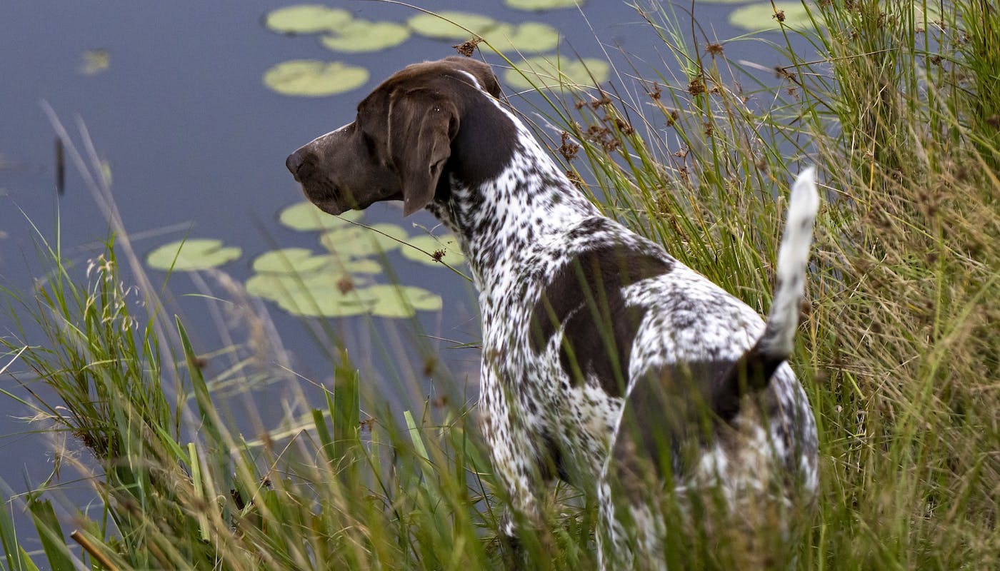 German shorthaired pointer looking over the water 