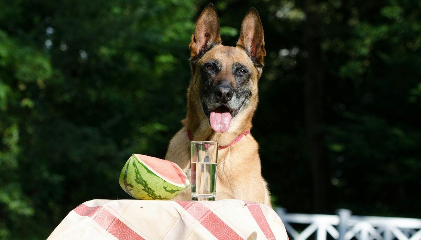 dog with watermelon slice on table 
