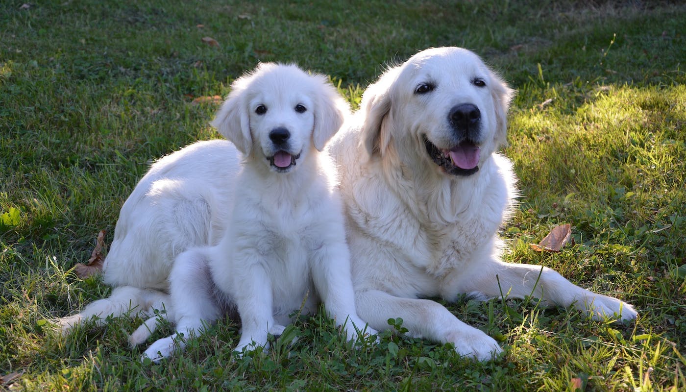 Golden retriever mum and pup