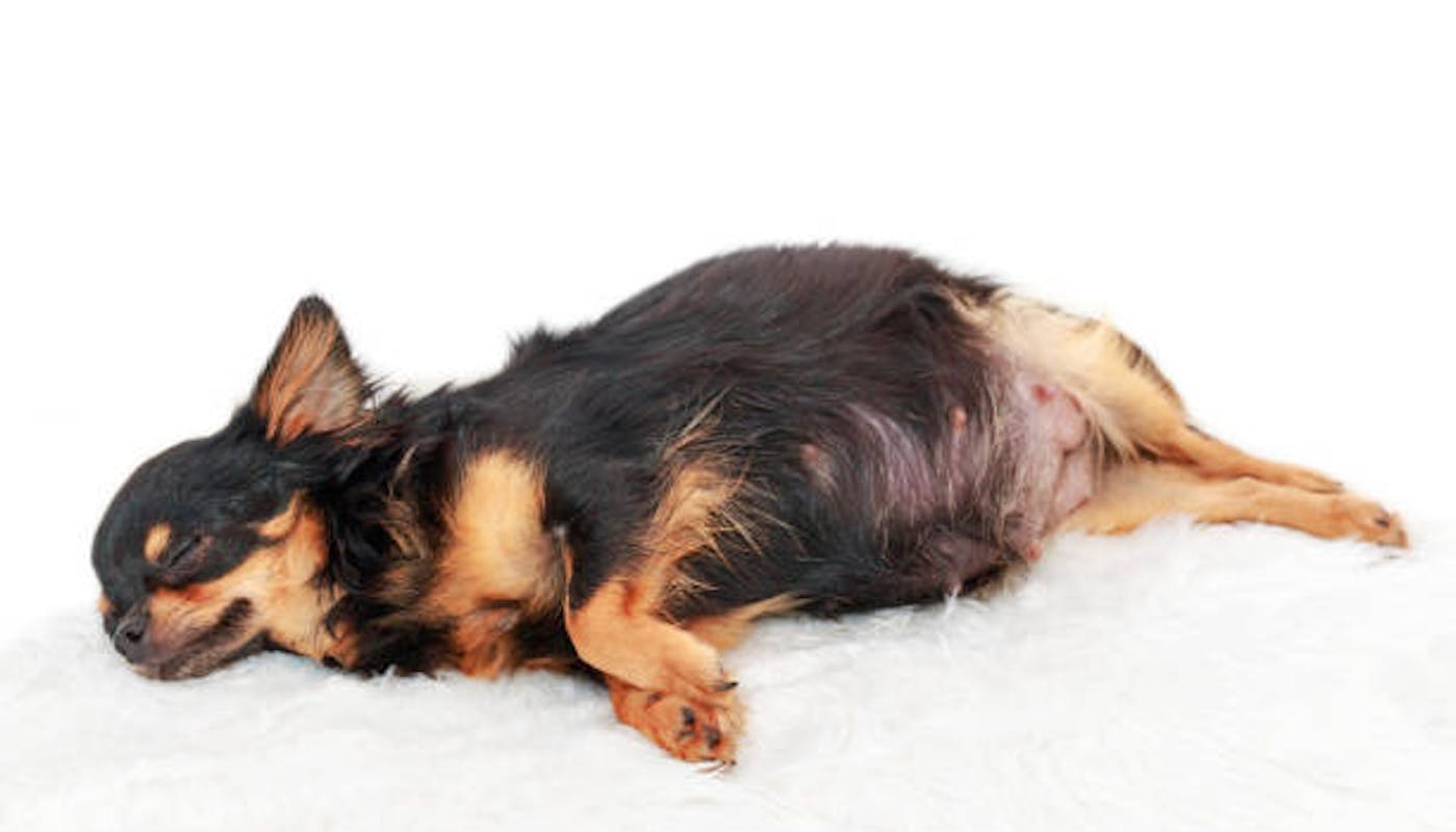 Pregnant Chihuahua dog