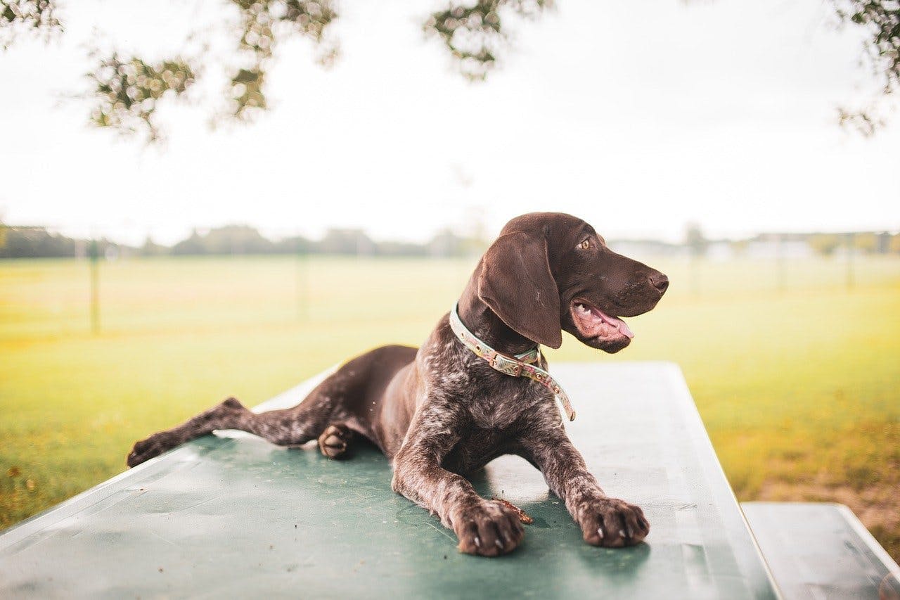 Adorable shorthaired pointer chilling on picnic bench 