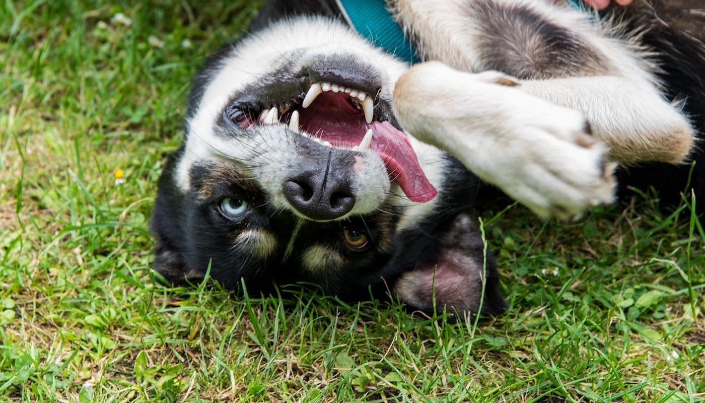 Playful husky upside down on the grass