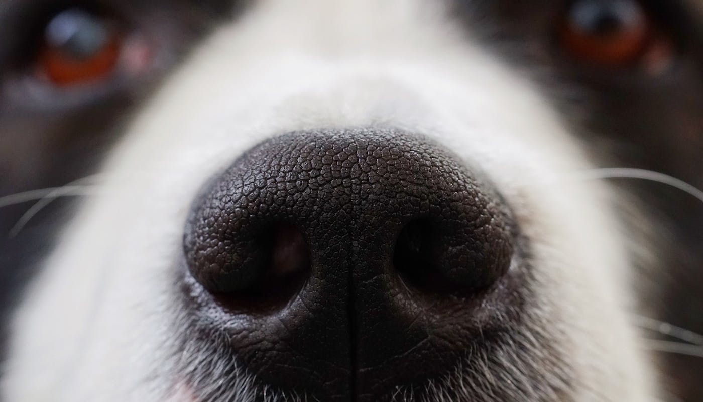 close up of dog nose 