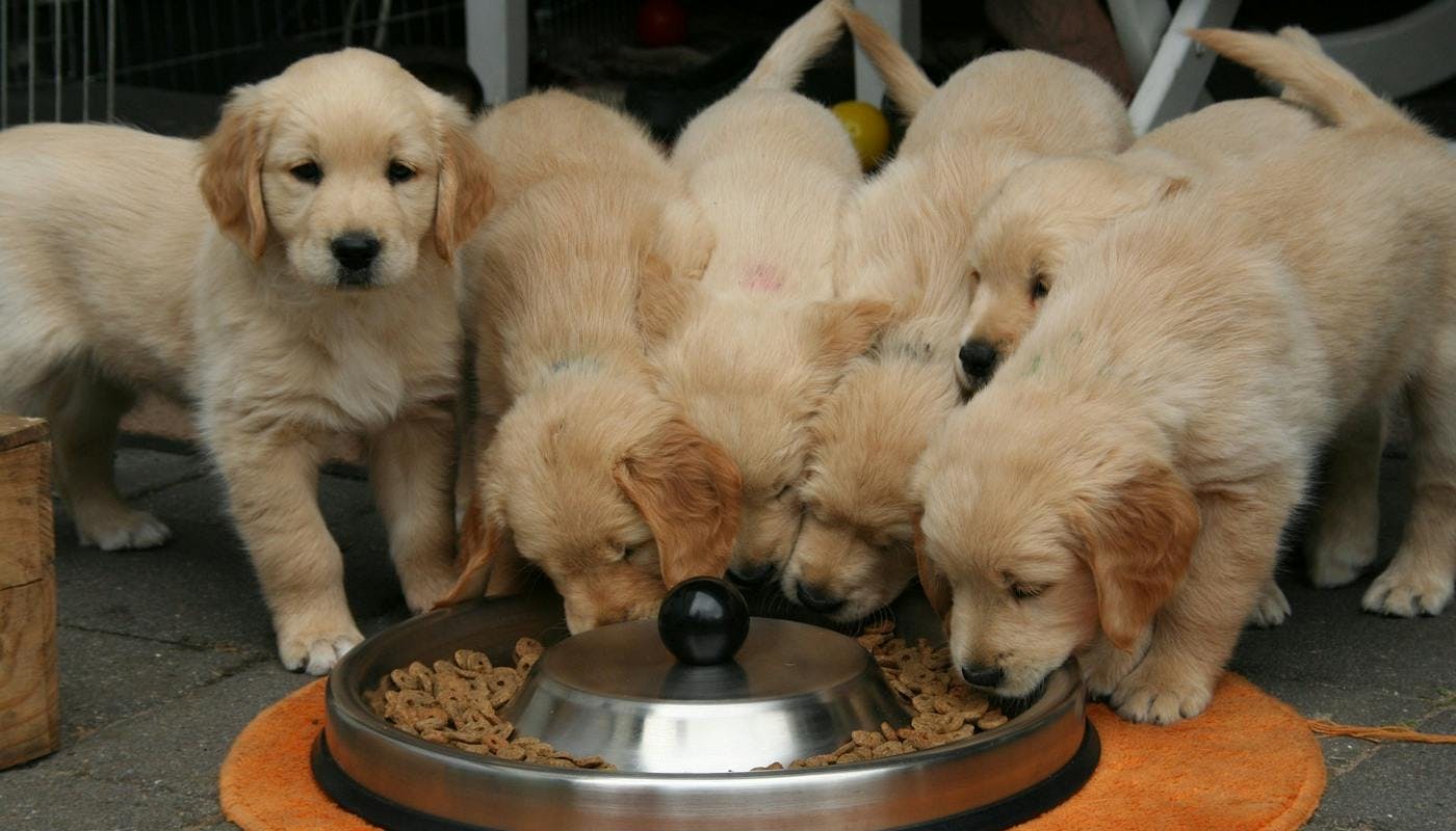 puppies enjoying a yummy dinner