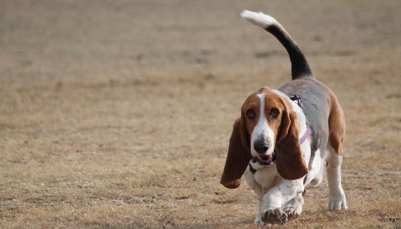 Basset hound trotting towards camera 