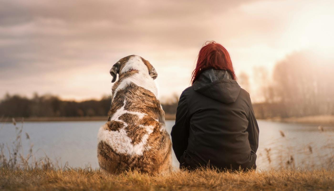 back of dog and human enjoying a view over the water 