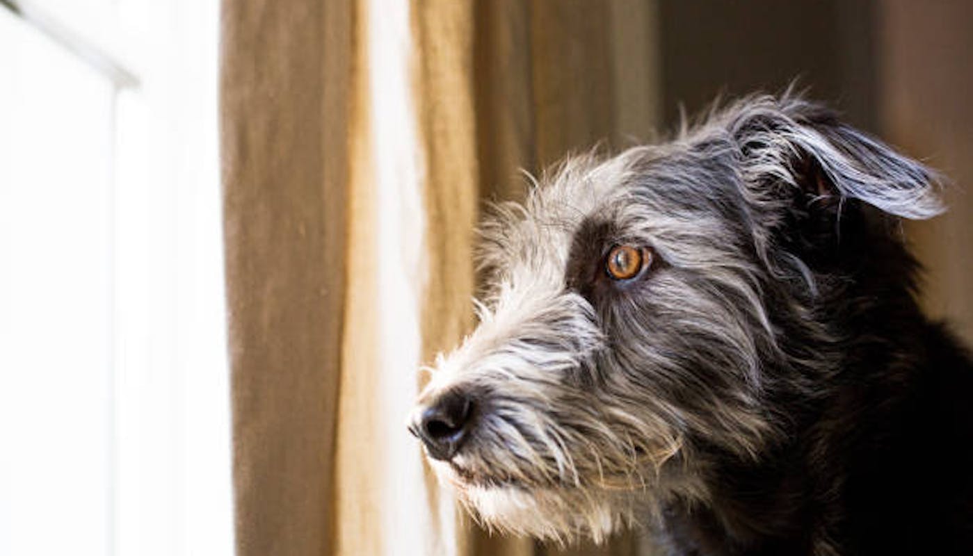 Anxious dog looking out of window