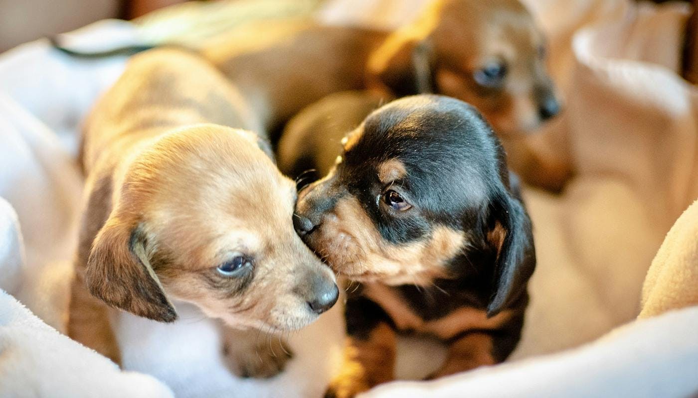 Tiny cute puppies