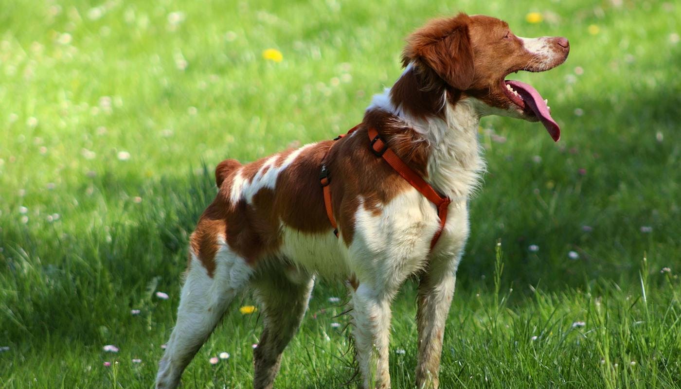 Brittany Spaniels
