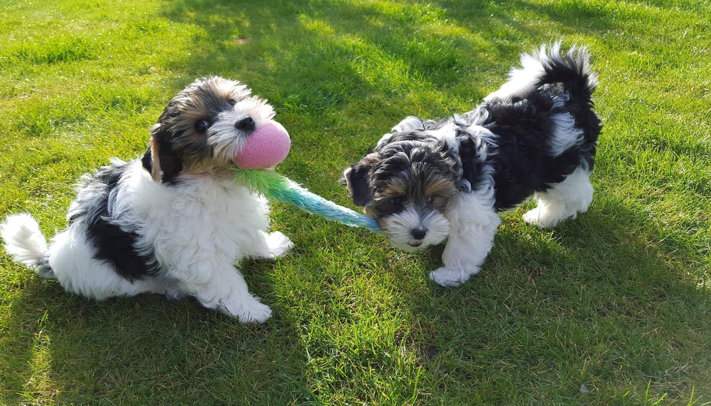 Biewer Terriers playing on grass
