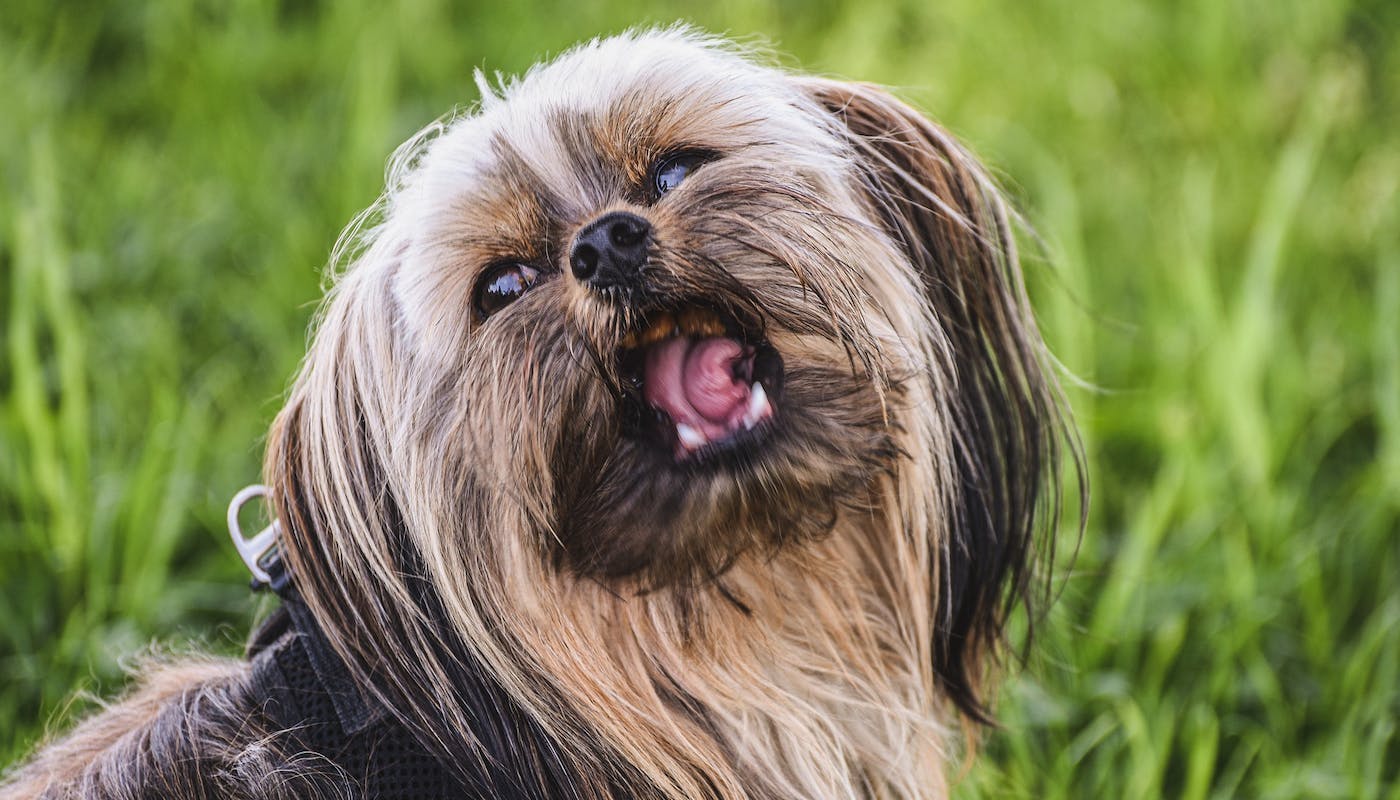 Yorkshire Terrier having a sneeze