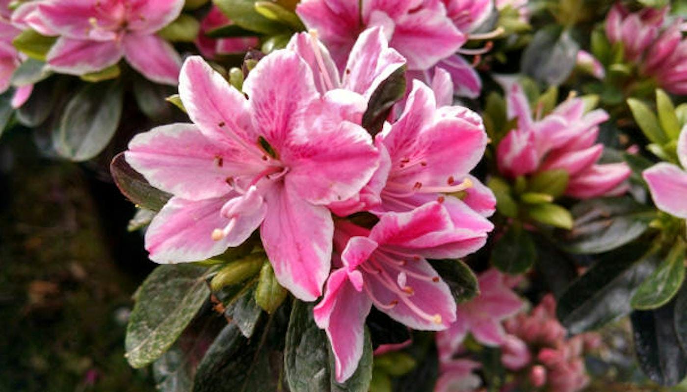 Azalea flower 