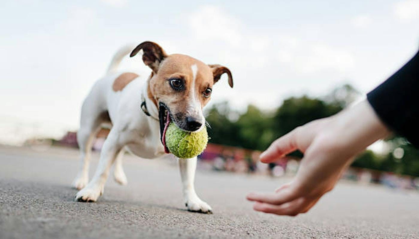 Jack russell with tennis ball in mouth